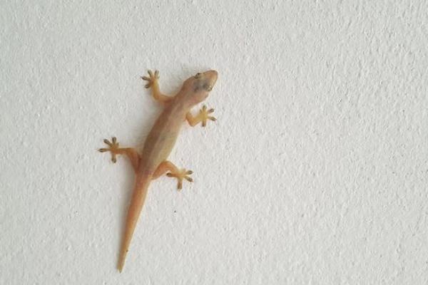 Bahaya Kotoran Cecak yang Sering Diremehkan