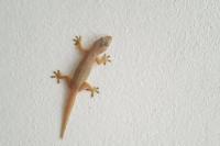 Bahaya Kotoran Cecak yang Sering Diremehkan