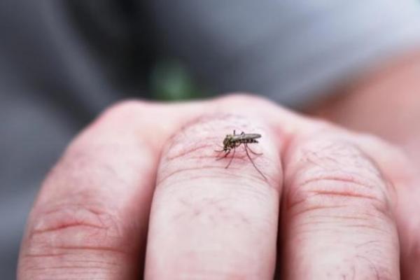 Mengapa Trombosit Turun saat Demam Berdarah? Ini Penjelasannya