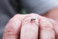 Hutan Menyusut, Nyamuk Lebih Sering Menggigit Manusia Dibanding Satwa Liar