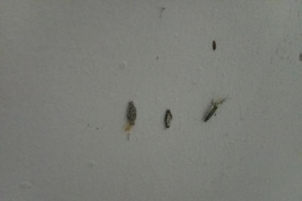 Kenapa Banyak Kamitetep di Rumah? Ketahui Penyebab dan Cara Mengatasinya