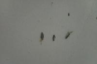 Kenapa Banyak Kamitetep di Rumah? Ketahui Penyebab dan Cara Mengatasinya