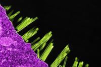 Gejala Flu Babi yang Harus Diwaspadai, Jangan Disepelekan