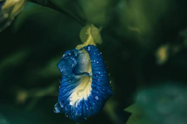 Manfaat Bunga Telang untuk Kesehatan dan Kecantikan