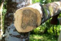 6 Kayu Hutan Indonesia Termahal yang Jadi Buruan, Ada dari Sumatra