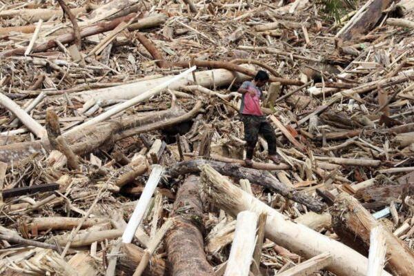 Pakar IPB Beberkan Asal Kayu Gelondongan di Bencana Sumatra