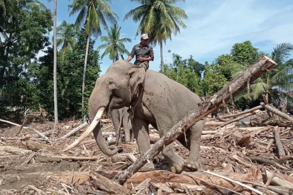 Gajah Bantu Pemulihan Pasca Banjir di Aceh, Kesejahteraannya Dijamin Aman