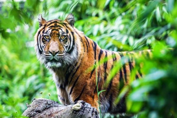 Temuan Baru Ungkap Populasi Harimau Sumatra di Leuser Masih Kuat