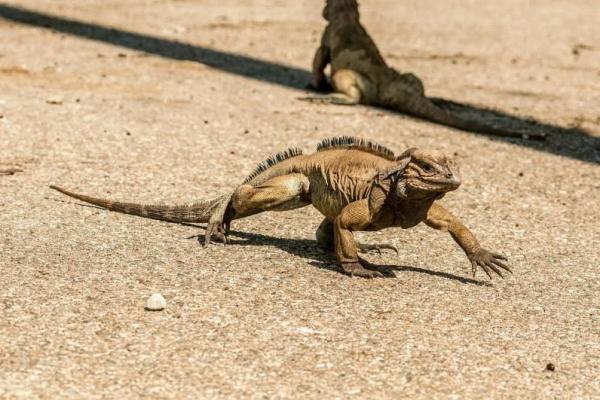Profesor BRIN Sebut Biawak Punya Potensi Ekonomi Tinggi