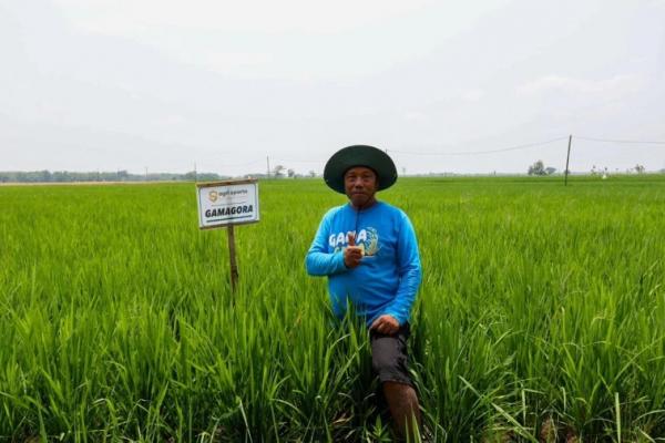 Masa Panen Pendek, Padi Inovasi UGM Mulai Banyak Ditanam