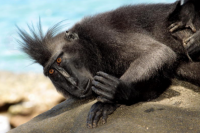Macaca Nigra (Yaki), Monyet Hitam Berjambul Ikonik dari Sulawesi (Foto: SS/Macaca Nigra Project)