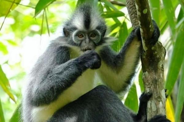 Monyet Kedih, Primata Berjambul Endemik Sumatra yang Terancam