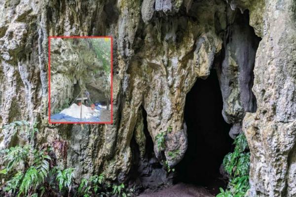 Riset Ungkap Beras Tertua di Pasifik Dibawa Manusia 3.500 Tahun Lalu