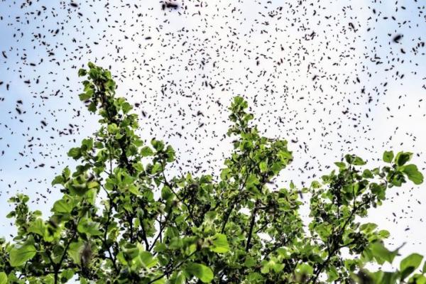 Radar Ungkap 100 Triliun Serangga Terbang di Langit AS, Pertanda Apa?