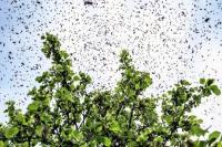 Radar Ungkap 100 Triliun Serangga Terbang di Langit AS, Pertanda Apa?