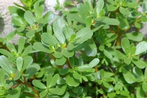 Sering Dianggap Gulma, Krokot Bisa Jadi Bahan Kosmetik