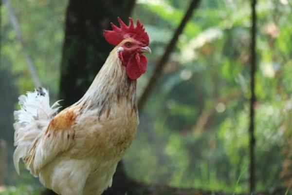 Ayam Potong IPB-D1 Resmi Dipasarkan, Ini Sederet Keunggulannya