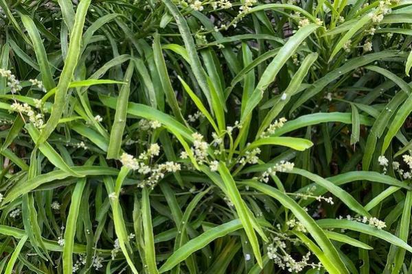 5 Tanaman Pengusir Nyamuk yang Perlu Disiapkan di Rumah