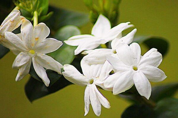 Peneliti IPB Beberkan Potensi Melati Putih untuk Kosmetika