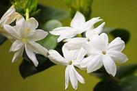 Peneliti IPB Beberkan Potensi Melati Putih untuk Kosmetika