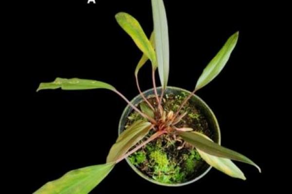 ITB-BRIN Temukan 12 Spesies Tumbuhan Baru sepanjang 2025