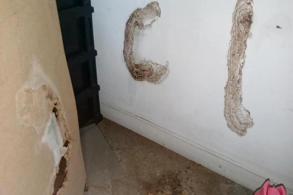 Kenapa Rayap Masuk Rumah di Musim Hujan? Awas, Furniture Kayu jadi Sasaran