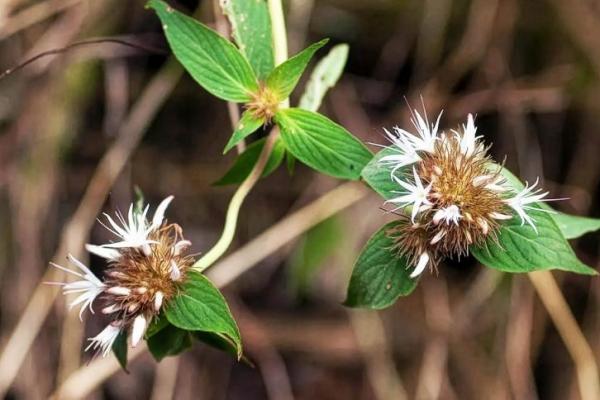 Mengenal Stellata, Tanaman Unik "Pencuri" Gen dari Spesies Lain