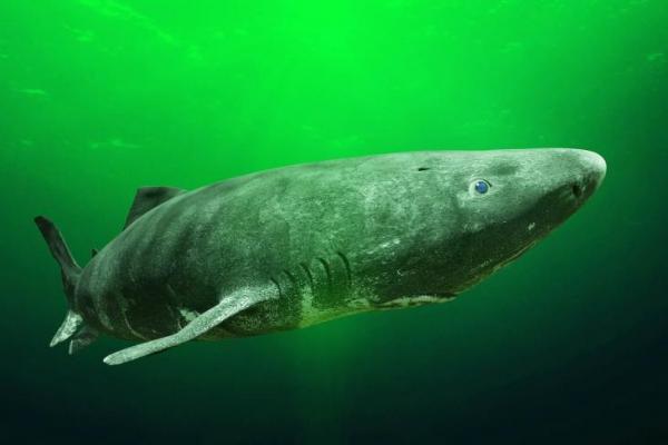 Hiu Greenland Sanggup Hidup 500 Tahun dengan Jantung Rusak