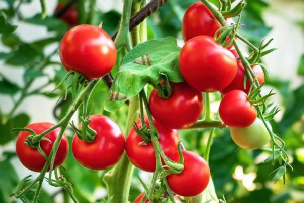 Ternyata Serangga "Berkomunikasi" dengan Tanaman sebelum Bertelur