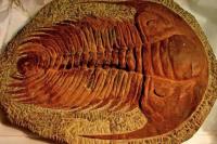 Kiamat di Lautan 530 Juta Tahun Lalu Diduga Akibat Gas Beracun