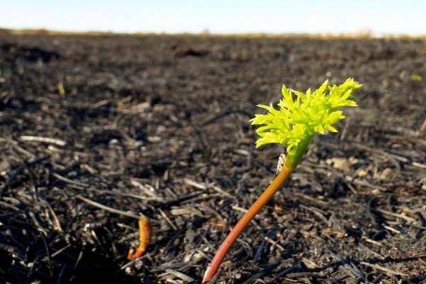 Studi: Hujan Lebat pasca Kebakaran Hutan Perparah Kerusakan Tanah