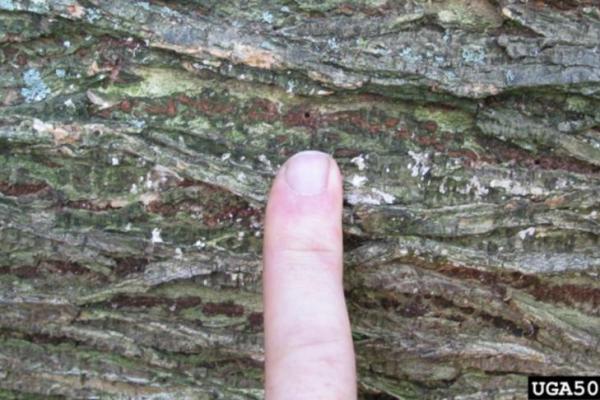 Populasi Pohon Elm Menyusut gegara Jamur Misterius, Hewan Ini Kurirnya