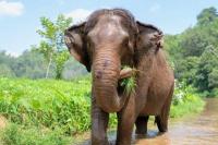 Fenomena Gajah Rusak Ladang Warga, Alasannya Bukan Kerusakan Hutan