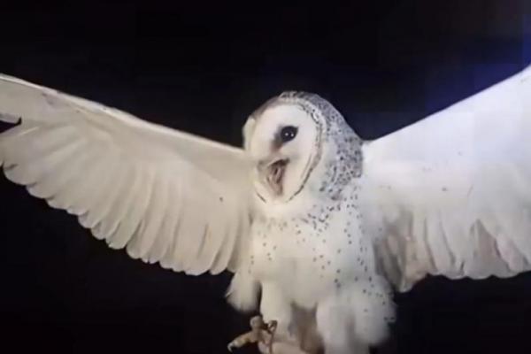 Mengenal Burung Hantu Tyoto Alba yang Ditembak di Belu NTT