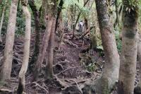 Ilustrasi - jalur gunung Gede via Putri (Foto: Vaza/Jurnas.com)