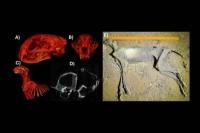 Tujuh Mumi Cheetah Ditemukan di Gua Arab Saudi, Picu Wacana Reintroduksi