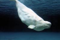 Ilmuwan Ungkap Alasan Paus Beluga Tak Setia pada Satu Pasangan