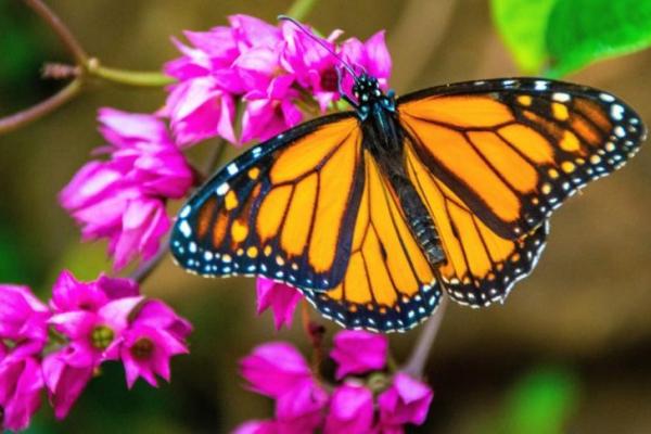 Pemanasan Global Turunkan Kualitas Nektar, Nasib Kupu-Kupu Terancam