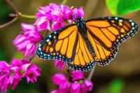 Pemanasan Global Turunkan Kualitas Nektar, Nasib Kupu-Kupu Terancam