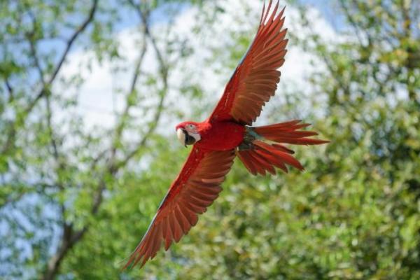 Perubahan Iklim Picu Hilangnya Beragam Jenis Pohon di Amazon