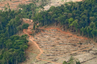 Studi: Hutan Tropis yang Rusak Bisa Pulih dalam 30 Tahun