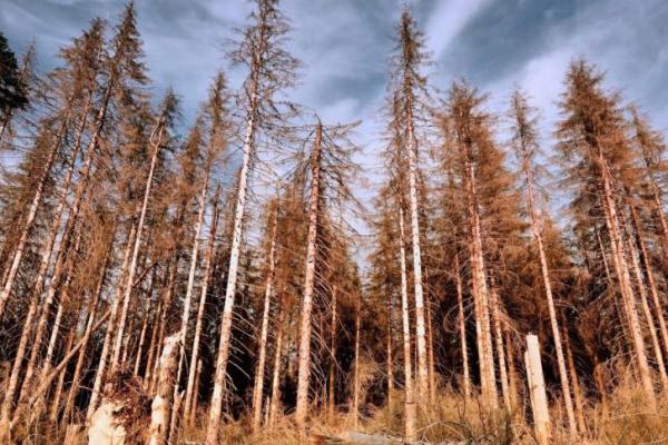 Suhu Global Melonjak Cepat, Hutan Terancam Kehilangan Fungsi