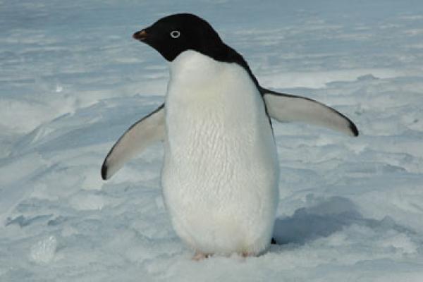 Arktik Sedingin Antarktika, Lalu Mengapa Tidak Ada Penguin di Greenland?