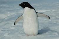 Seekor penguin sedang berjalan sendirian (Foto: Penguin Science)