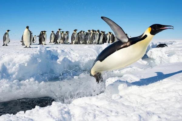 Bagaimana Cara Penguin Menghangatkan Tubuh di Lingkungan Ekstrem?