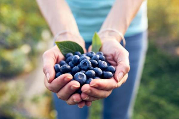 Blueberry Liar Terbukti Ampuh Jaga Kesehatan Jantung