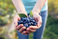 Blueberry Liar Terbukti Ampuh Jaga Kesehatan Jantung