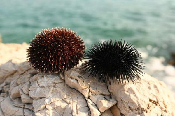 Ilmuwan Peringatkan Kerusakan Laut akibat Kematian Massal Bulu Babi