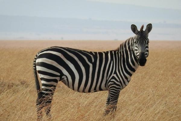 Fakta Menarik Zebra yang Jarang Diketahui