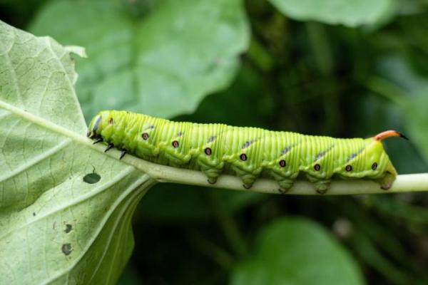 Bagaimana Ulat Mendengar Predator meski Tidak Punya Telinga?